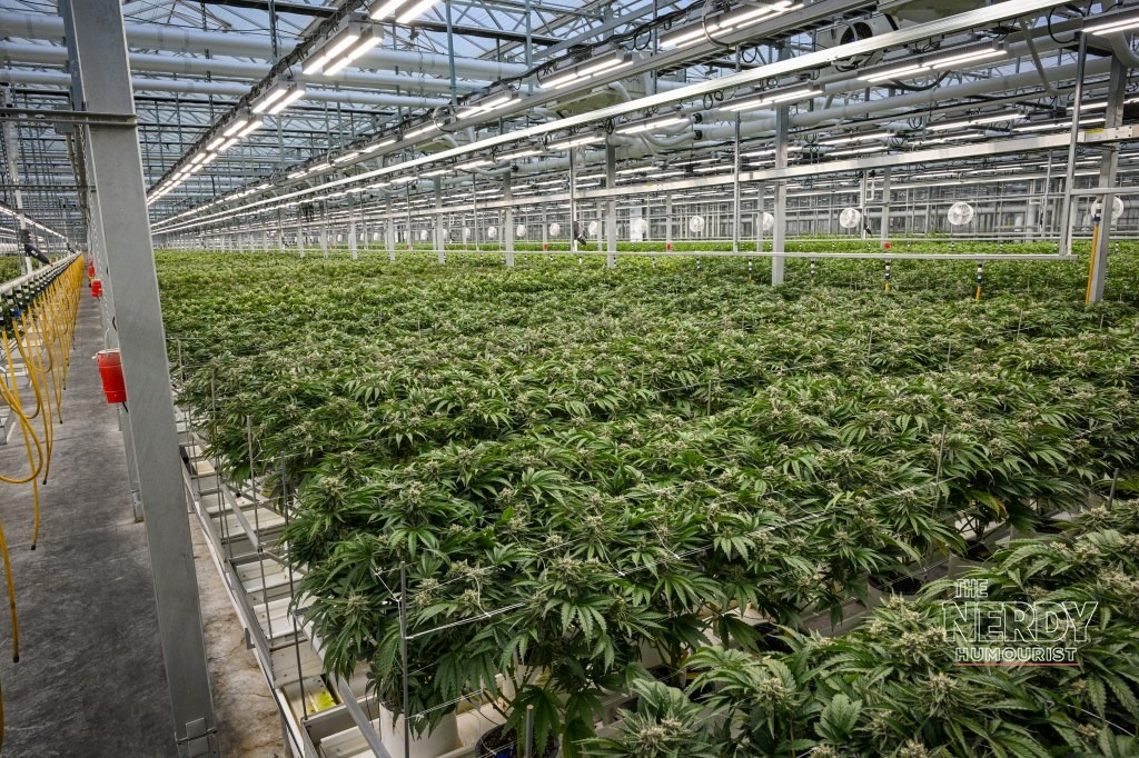 Cannabis plants in a commercial cultivation facility, representing the legal marijuana industry affected by the trump marijuana rescheduling executive order.
