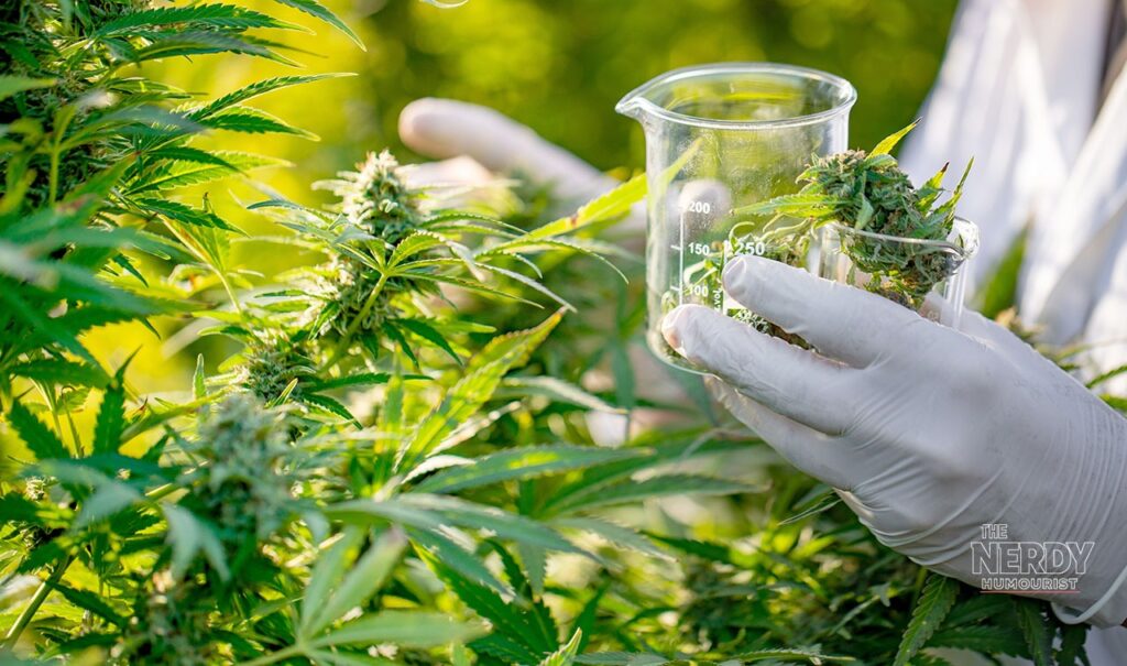 A gloved researcher samples cannabis buds into a glass beaker for scientific research.