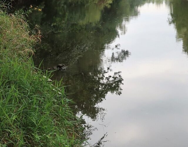cropped-ws-01.jpg